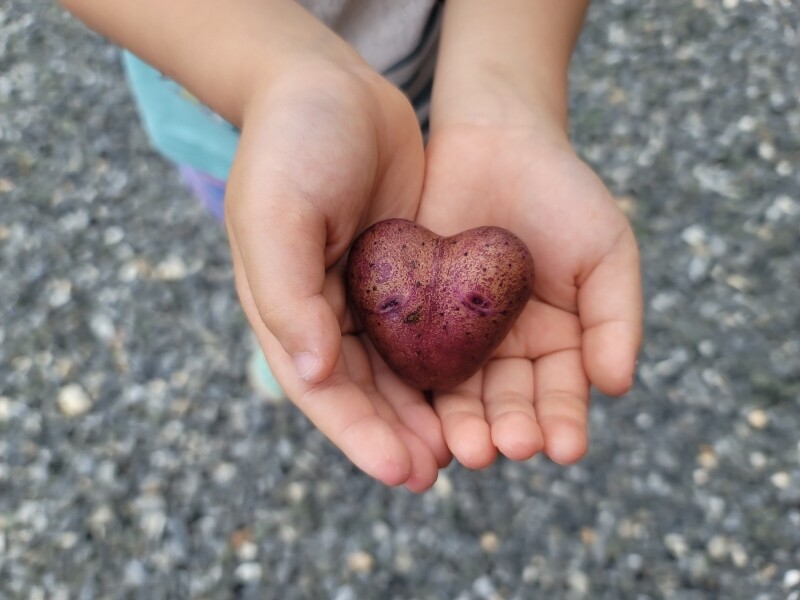 가람섶다리농원,강원도 영월 감자 설봉감자,혼합감자(삼색감자) 10kg 수미,홍,자황