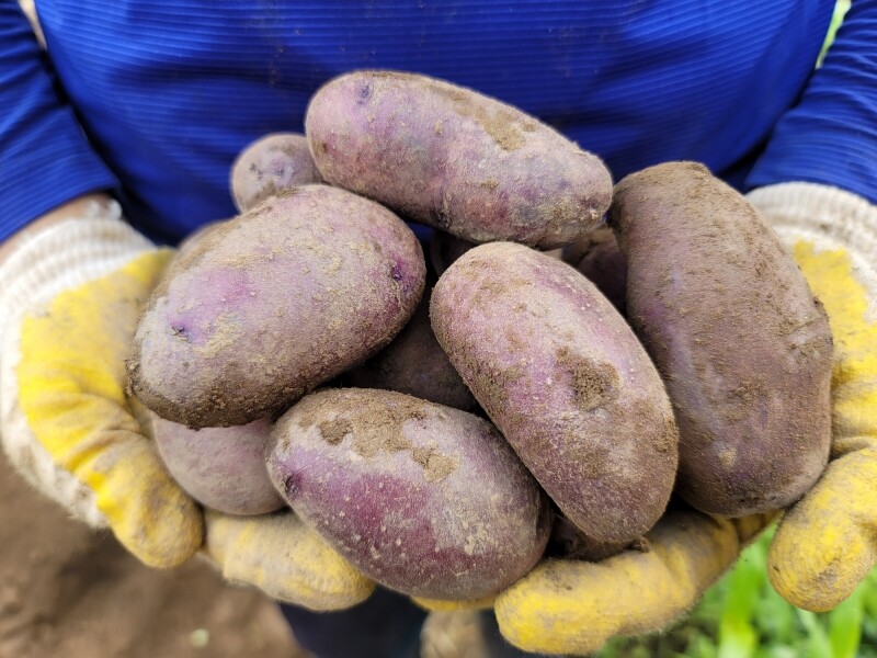 가람섶다리농원,강원도 영월 감자 설봉감자,혼합감자(삼색감자) 10kg 수미,홍,자황