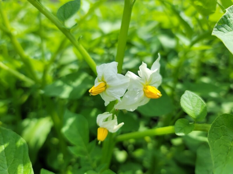 가람섶다리농원,강원도 영월 감자 설봉감자,혼합감자(삼색감자) 10kg 수미,홍,자황