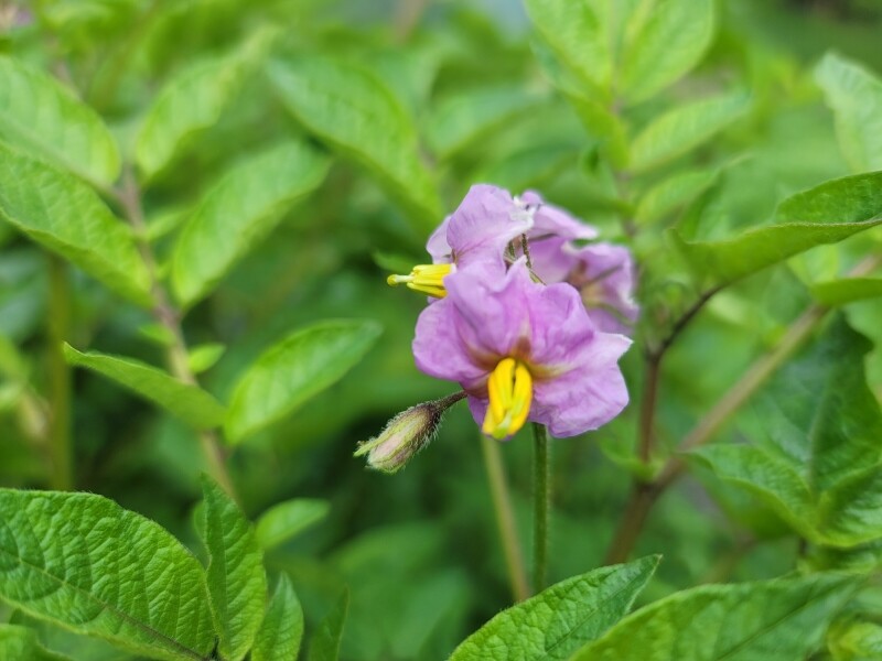 가람섶다리농원,강원도 영월 감자 설봉감자,혼합감자(삼색감자) 10kg 수미,홍,자황