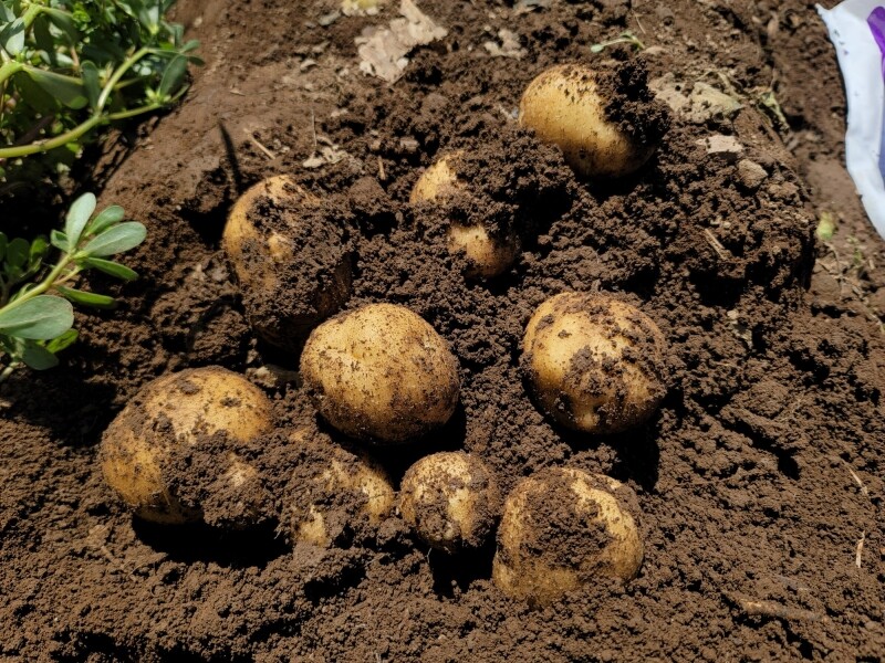 가람섶다리농원,강원도 영월 감자 설봉감자,혼합감자(삼색감자) 10kg 수미,홍,자황