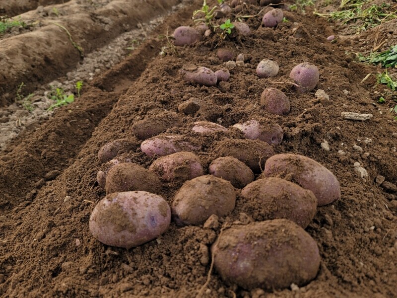 가람섶다리농원,강원도 영월 감자 설봉감자,혼합감자(삼색감자) 10kg 수미,홍,자황