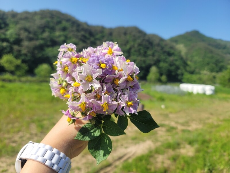 가람섶다리농원,강원도 영월 감자 설봉감자,혼합감자(삼색감자) 10kg 수미,홍,자황
