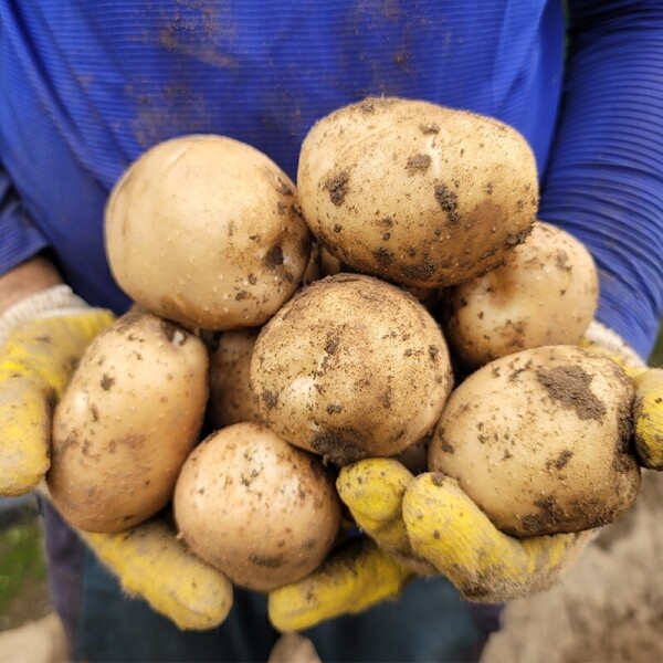 강원도 영월 감자 설봉감자,혼합감자(삼색감자) 10kg 수미,홍,자황