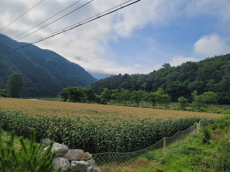 가람섶다리농원,강원도 옥수수 10개 영월 찰옥수수 2차 예약주문