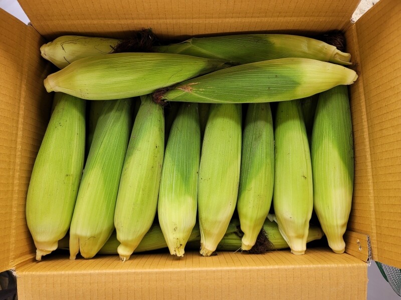 가람섶다리농원,강원도 옥수수 10개 영월 찰옥수수 2차 예약주문