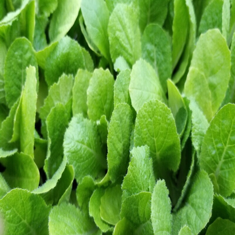 가람섶다리농원,강원도 고랭지 절임배추 20kg 영월절임배추